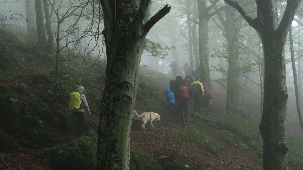 Gruppo escursionistico accompagnati dal proprio cane all'interno del bosco