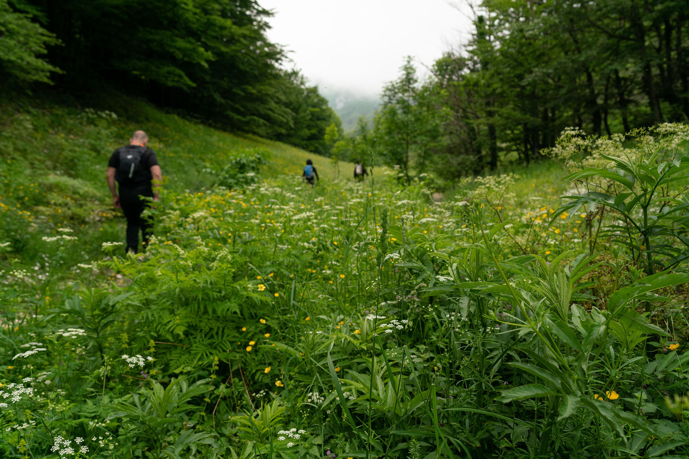 Camminata nel bosco verde